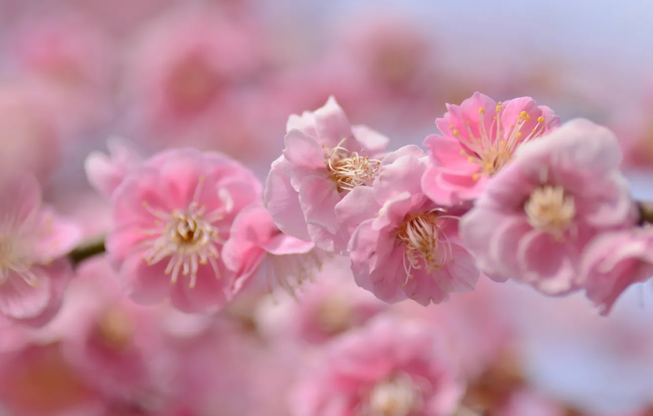 Photo wallpaper macro, cherry, branch, Sakura, flowering, flowers, bokeh
