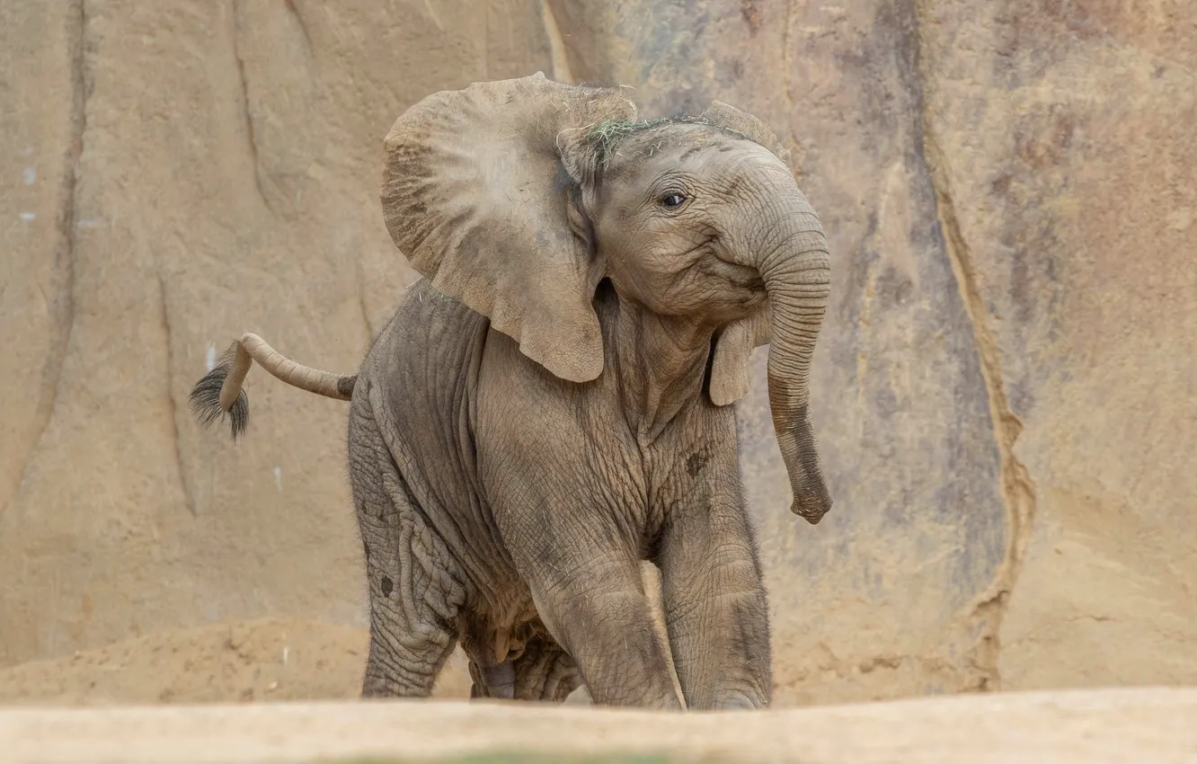 Photo wallpaper look, pose, rocks, elephant, face, trunk, ponytail, elephant