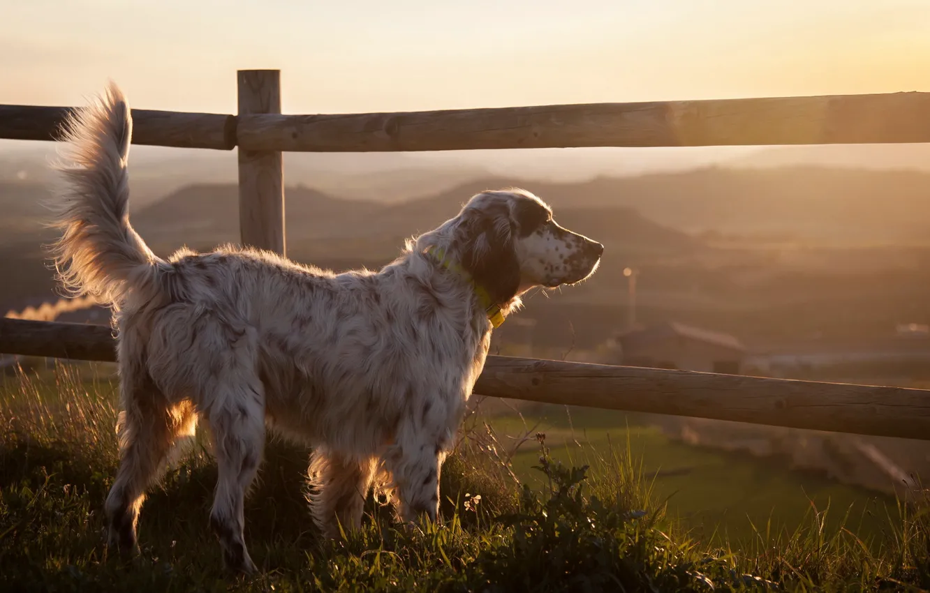 Photo wallpaper look, each, dog