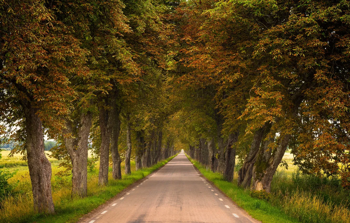 Photo wallpaper grass, road, Sweden, trees, landscape, nature, asphalt, plants