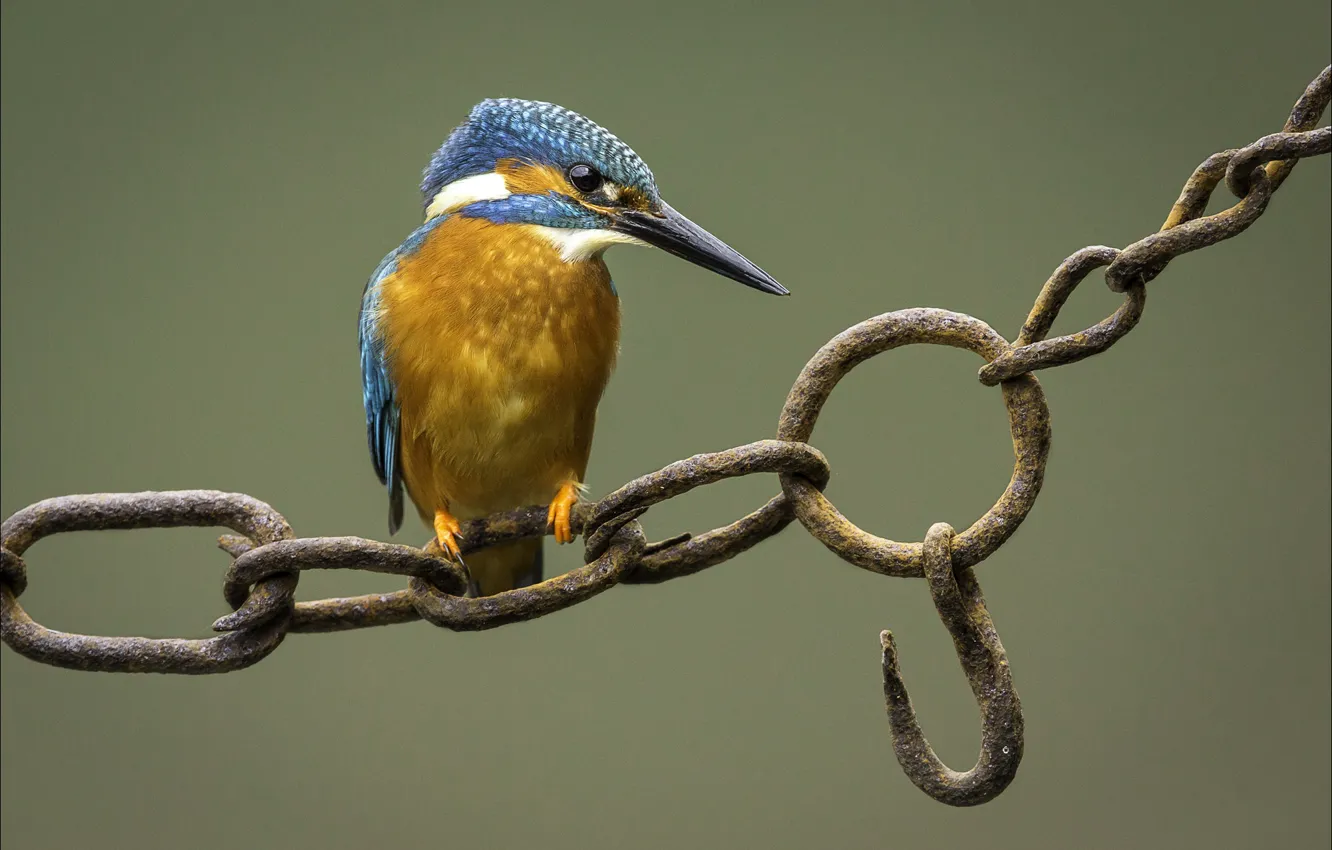 Photo wallpaper bird, chain, angler, zimorodok