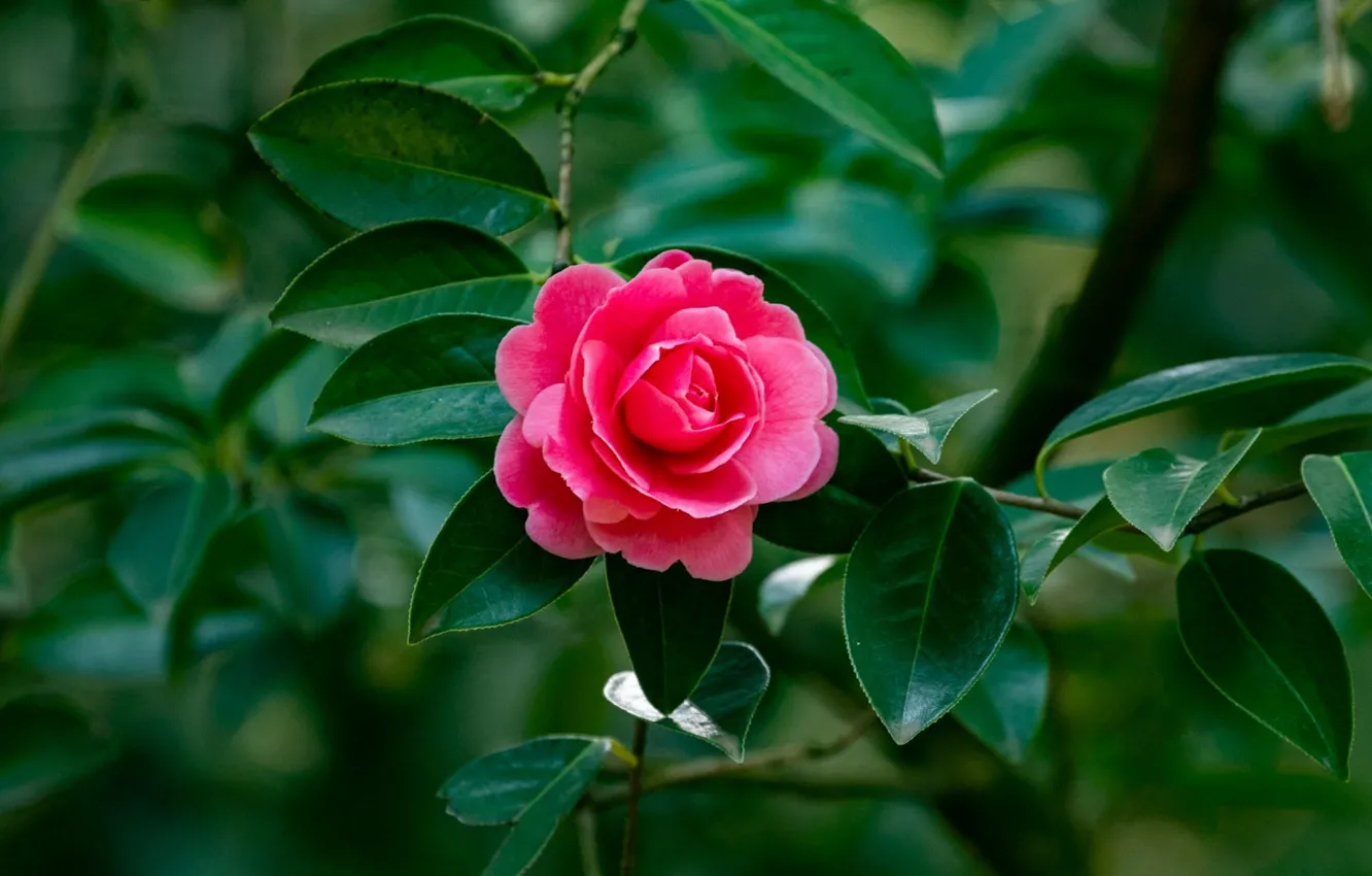 Photo wallpaper leaves, flowers, pink, Camellia
