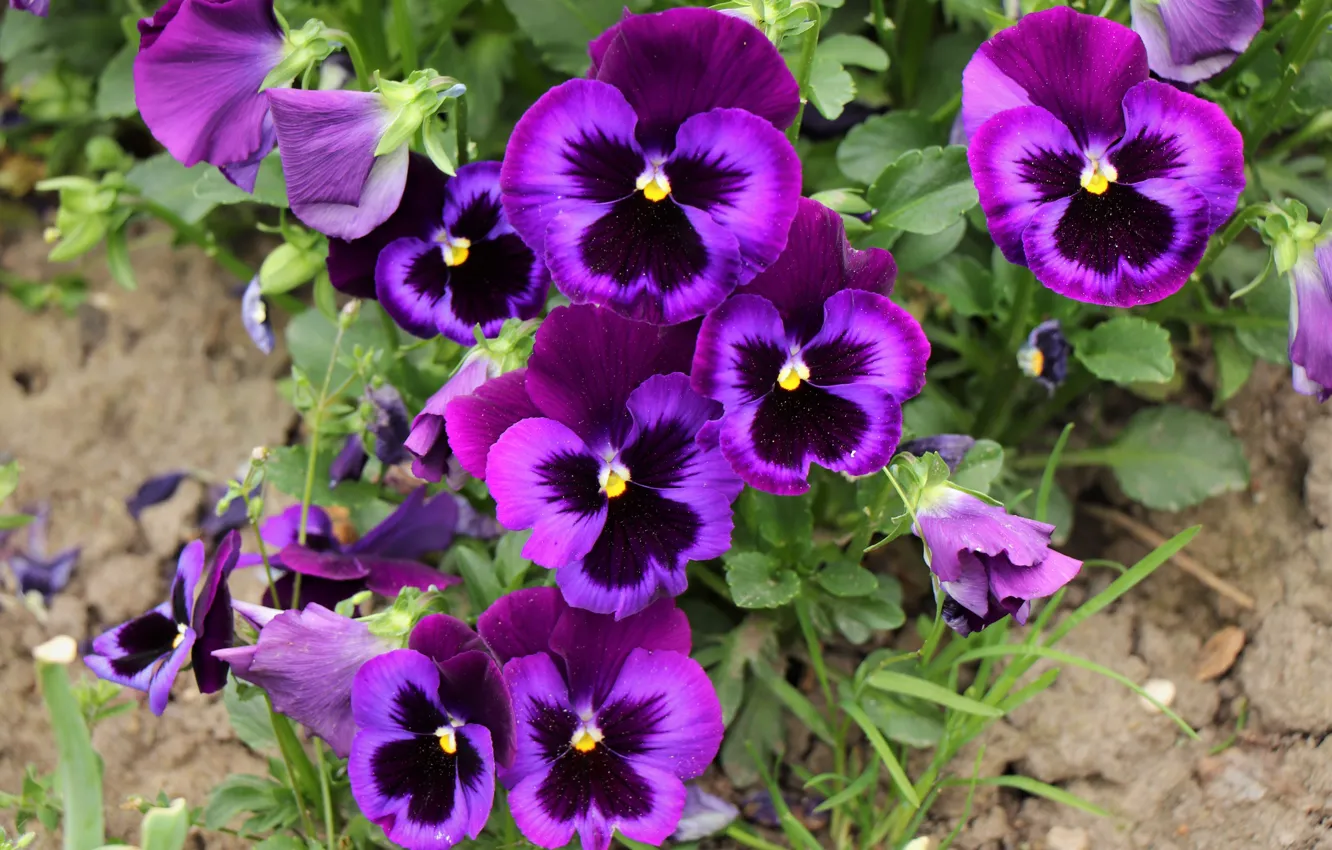 Photo wallpaper purple, flowers, Pansy, flowerbed, lilac, viola