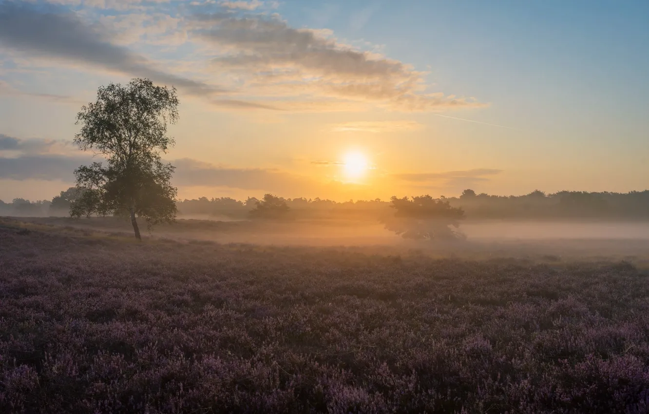 Photo wallpaper field, trees, fog, morning, Heather