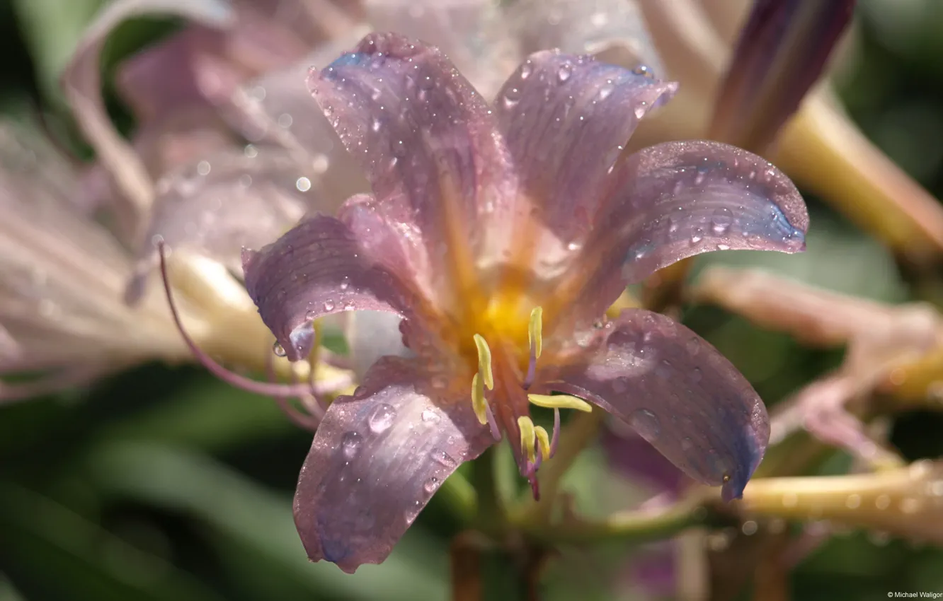 Photo wallpaper Purple, Wallpaper, Widescreen, Background, Lilly, Fullscreen, Water-soaked