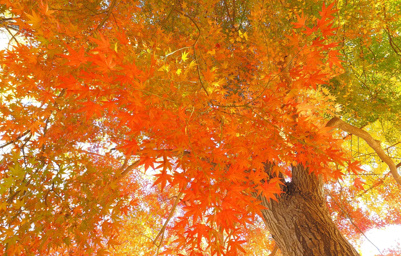 Photo wallpaper autumn, leaves, trees, Japanese maple