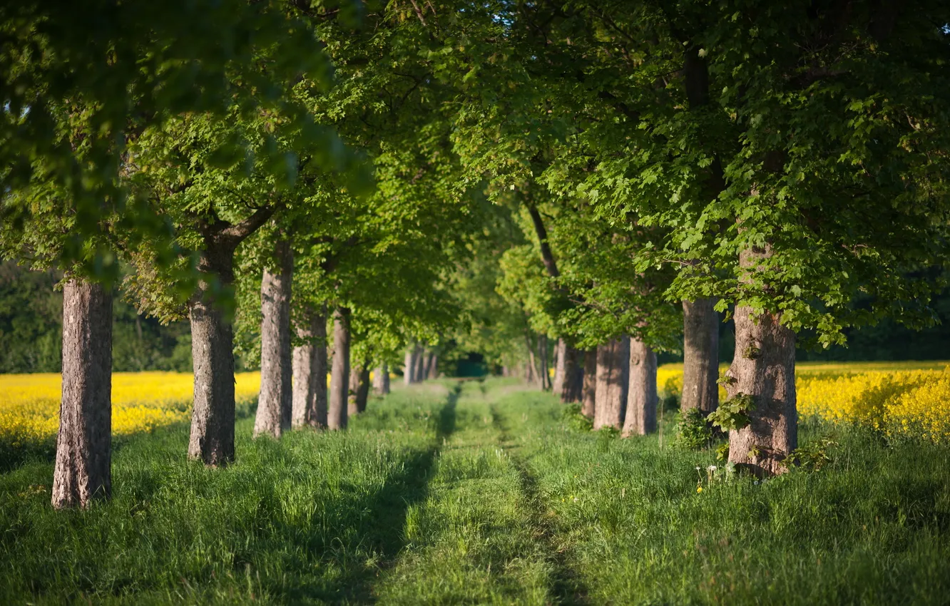 Photo wallpaper road, summer, trees