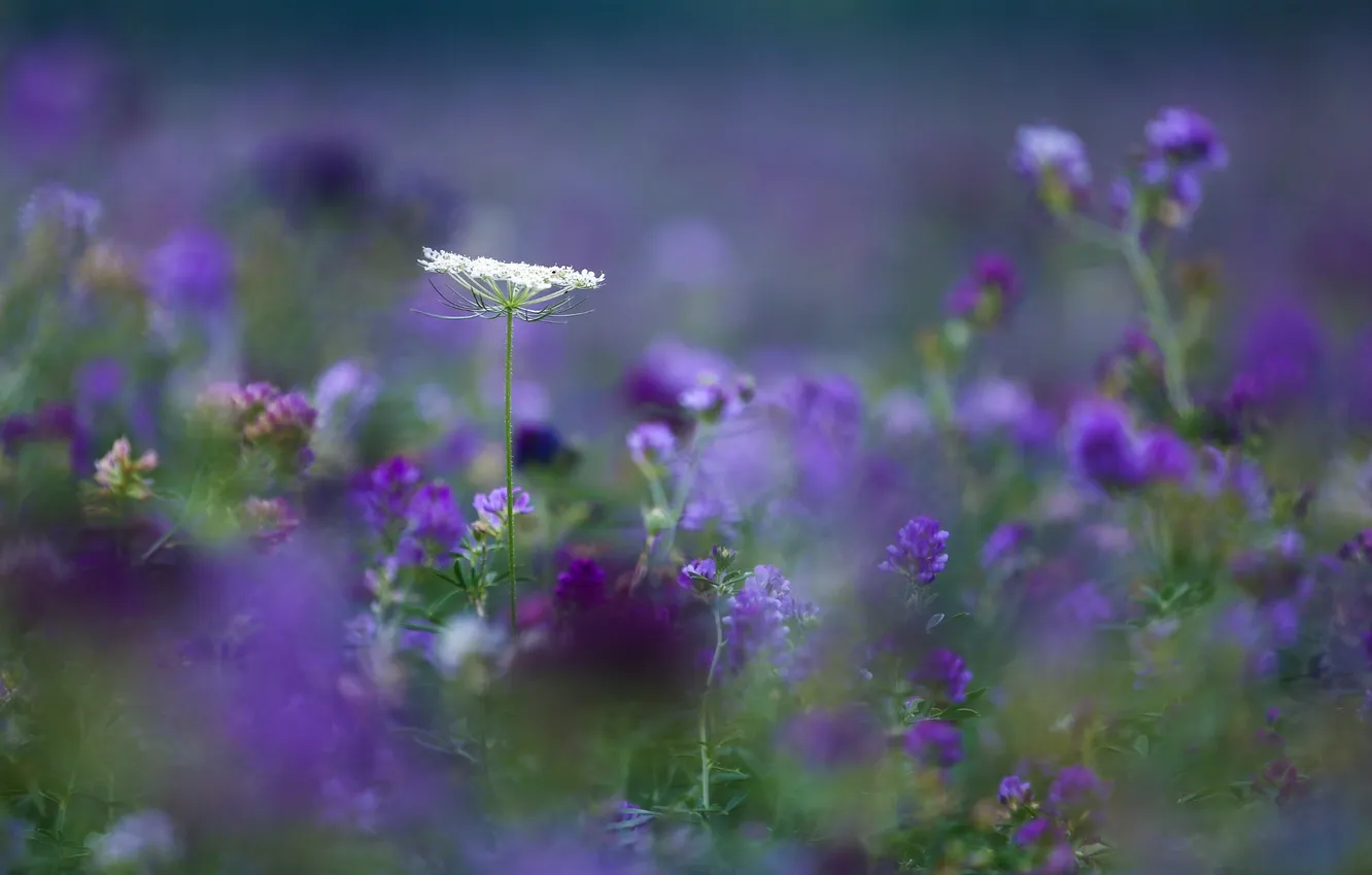 Photo wallpaper field, summer, flowers, purple, lilac