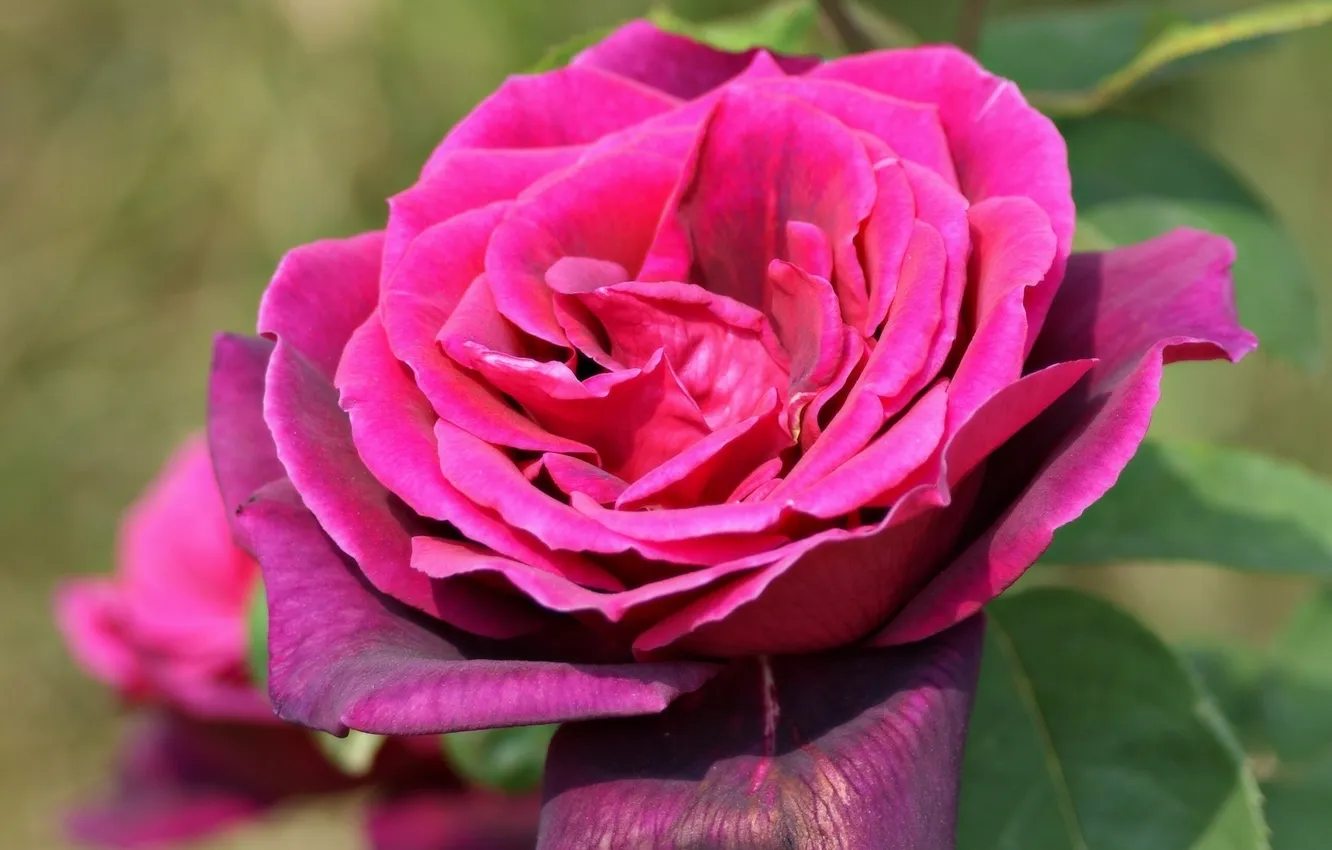 Photo wallpaper macro, rose, petals, Bud