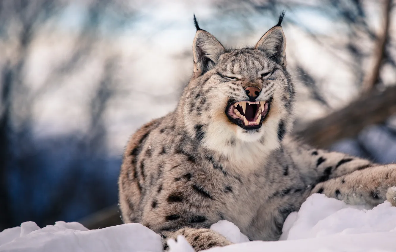 Photo wallpaper grin, beast, lynx