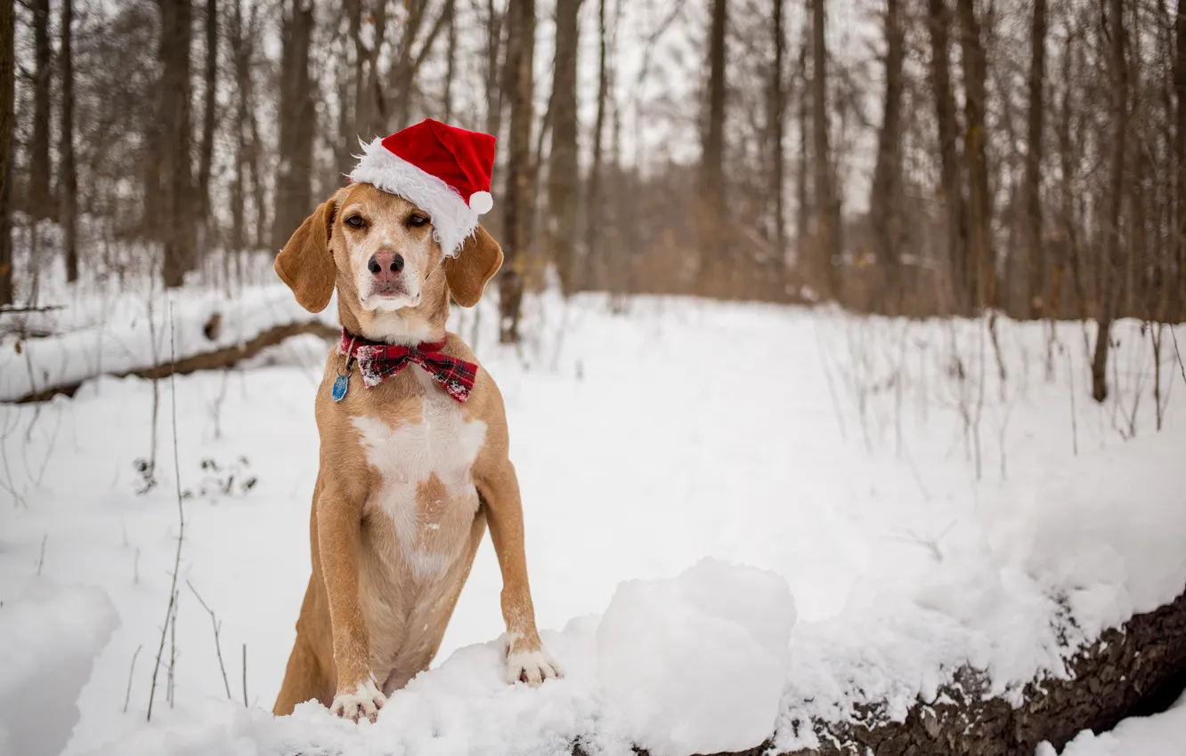 Photo wallpaper look, each, dog