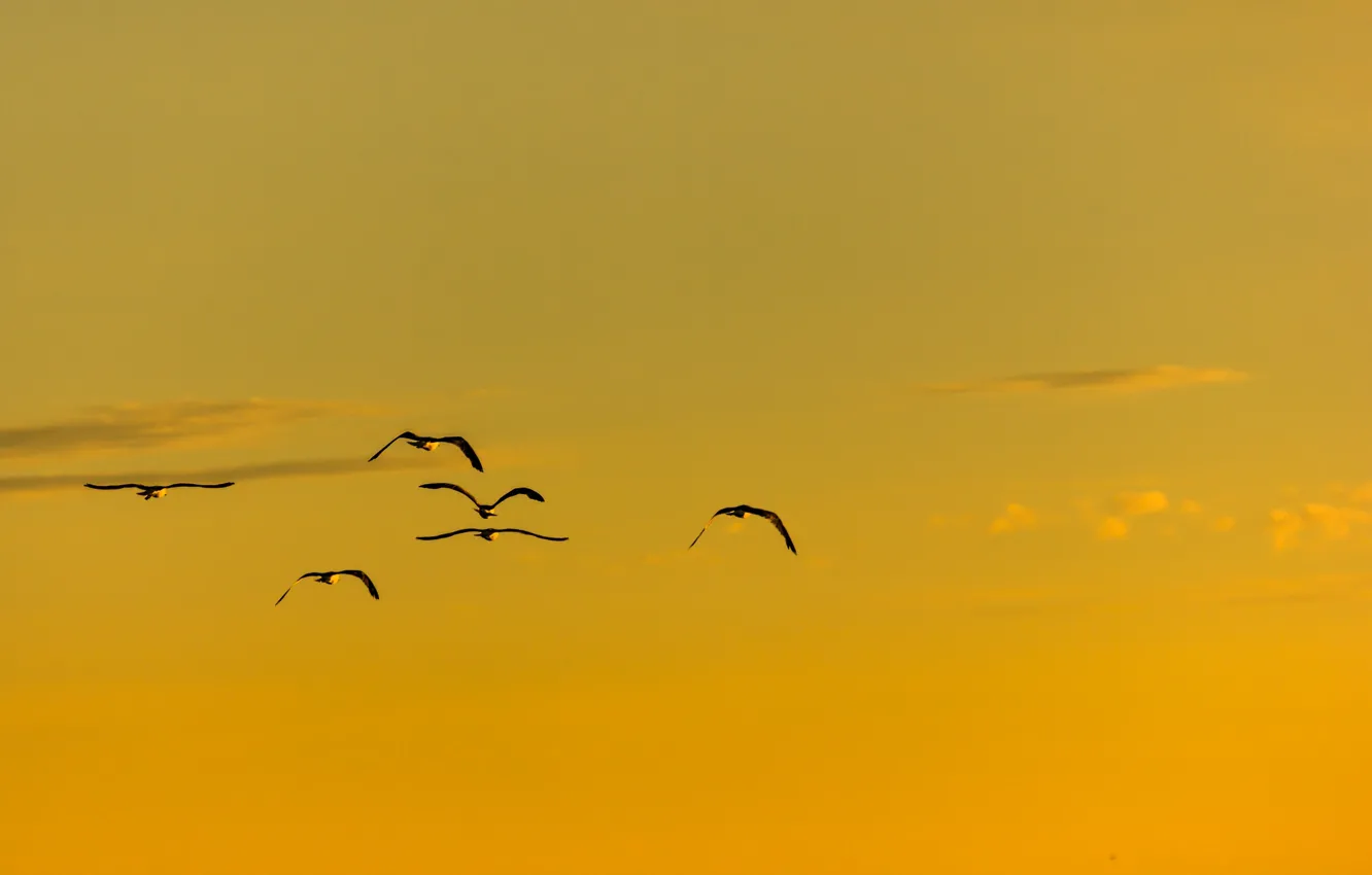 Photo wallpaper summer, flight, birds, sunny