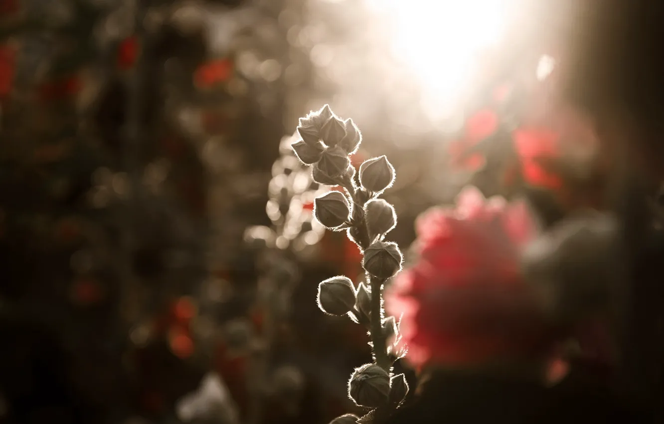 Photo wallpaper flowers, nature, background