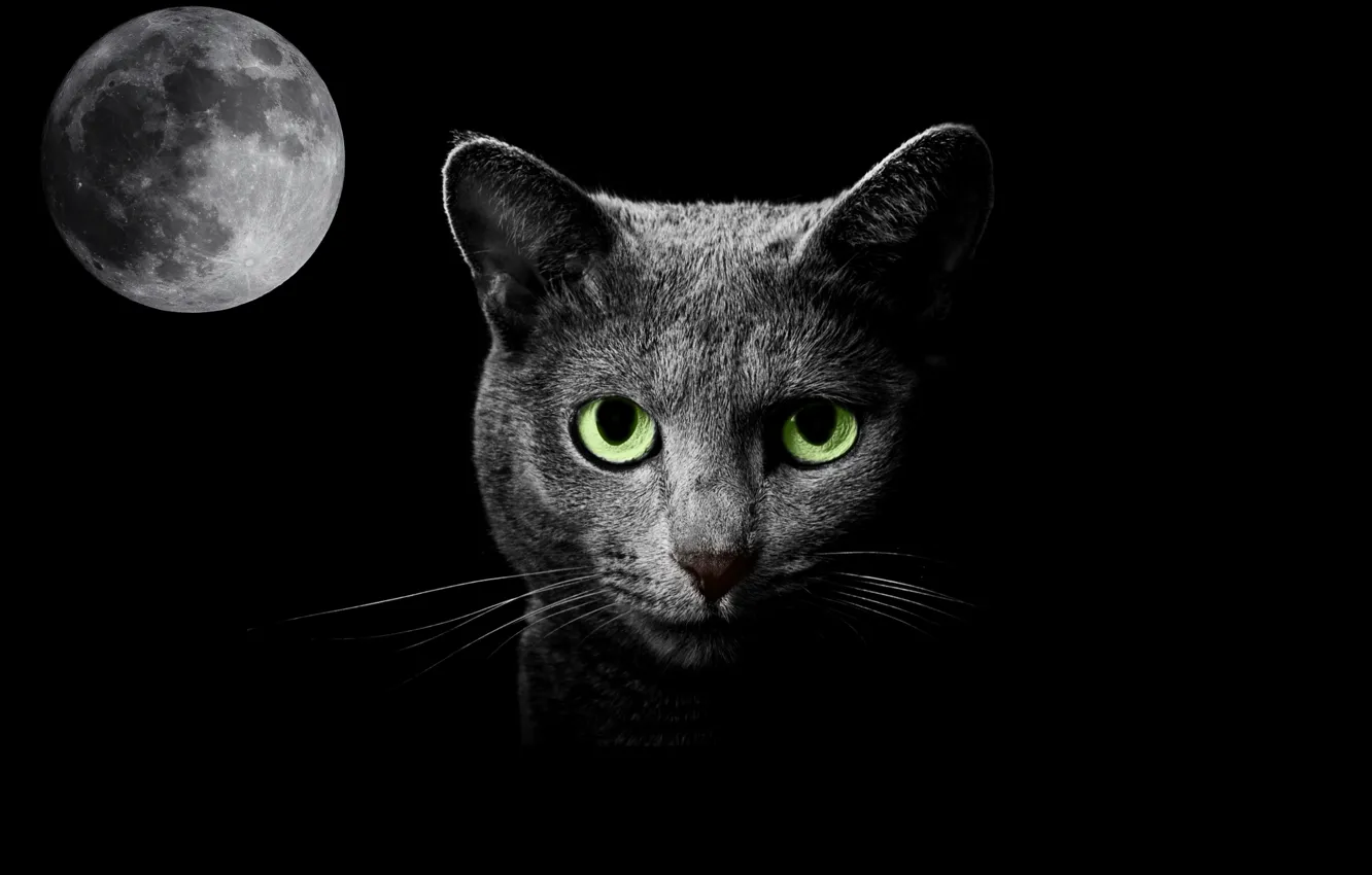 Photo wallpaper cat, night, fantasy, the moon