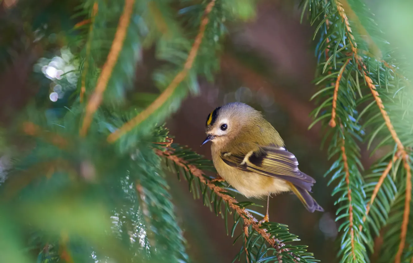 Photo wallpaper branches, nature, spruce, bird, needles, bokeh, Kalin Botev