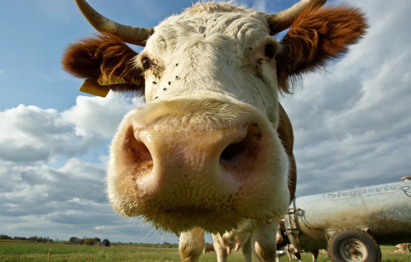 Photo wallpaper face, cow, horns