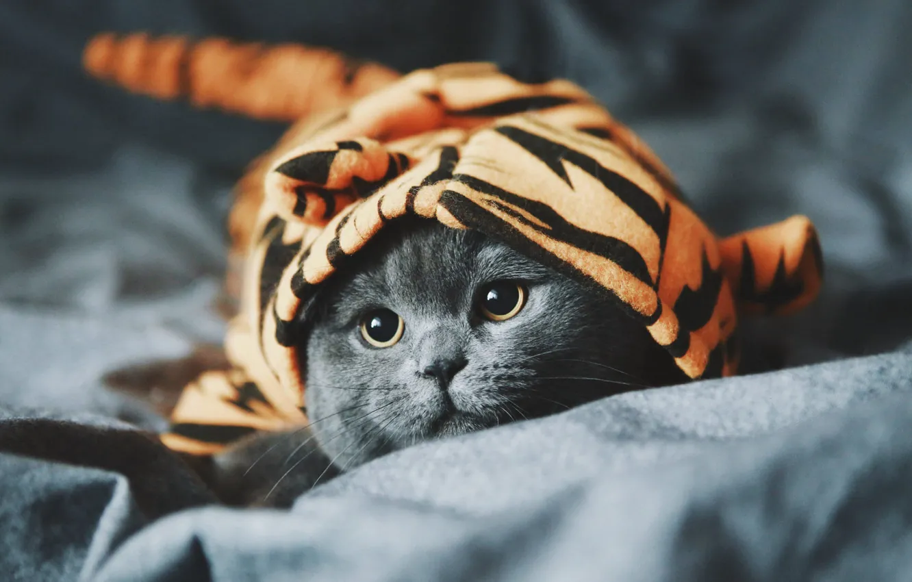 Photo wallpaper cat, cat, look, tiger, grey, clothing, portrait, costume
