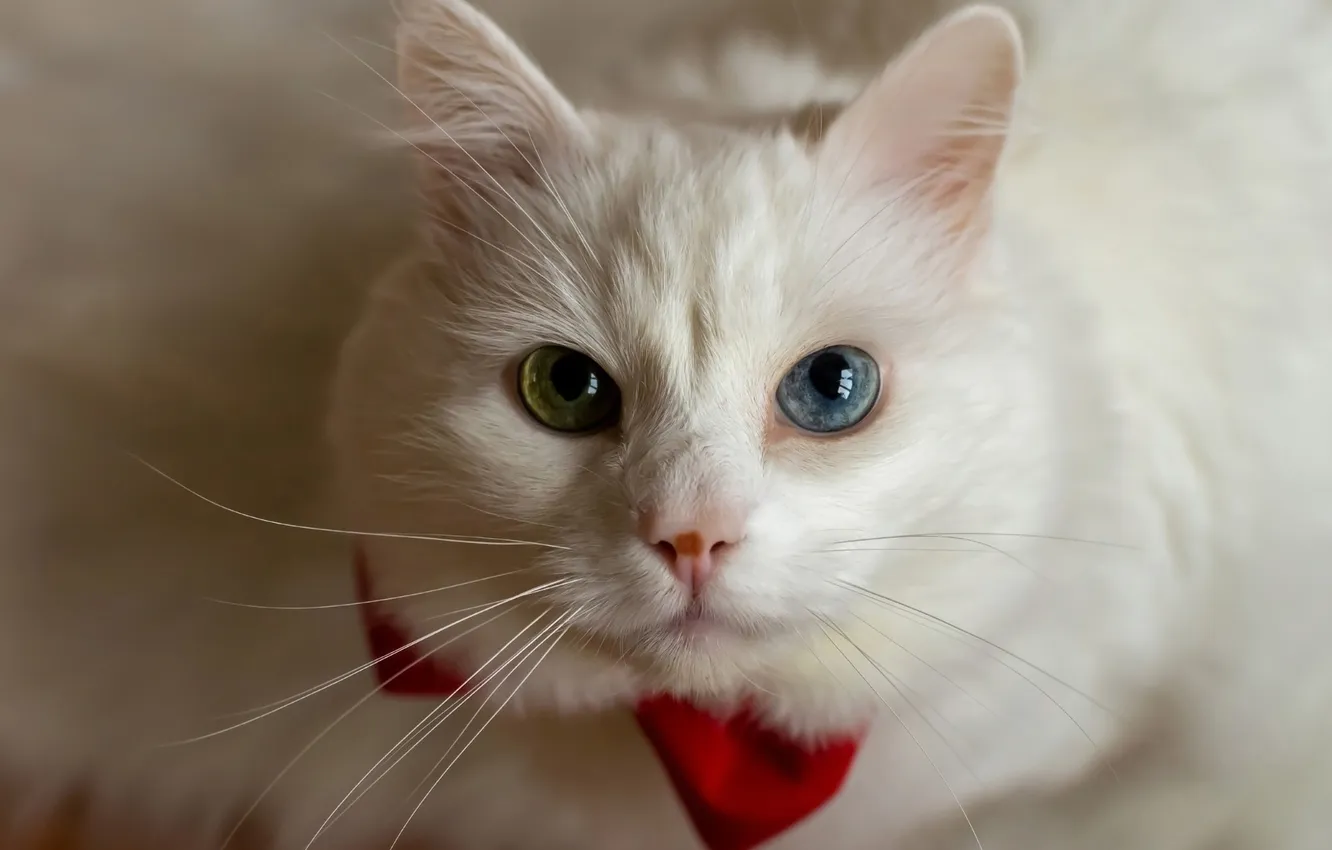 Photo wallpaper cat, white, cat, look, pose, portrait, face, bow