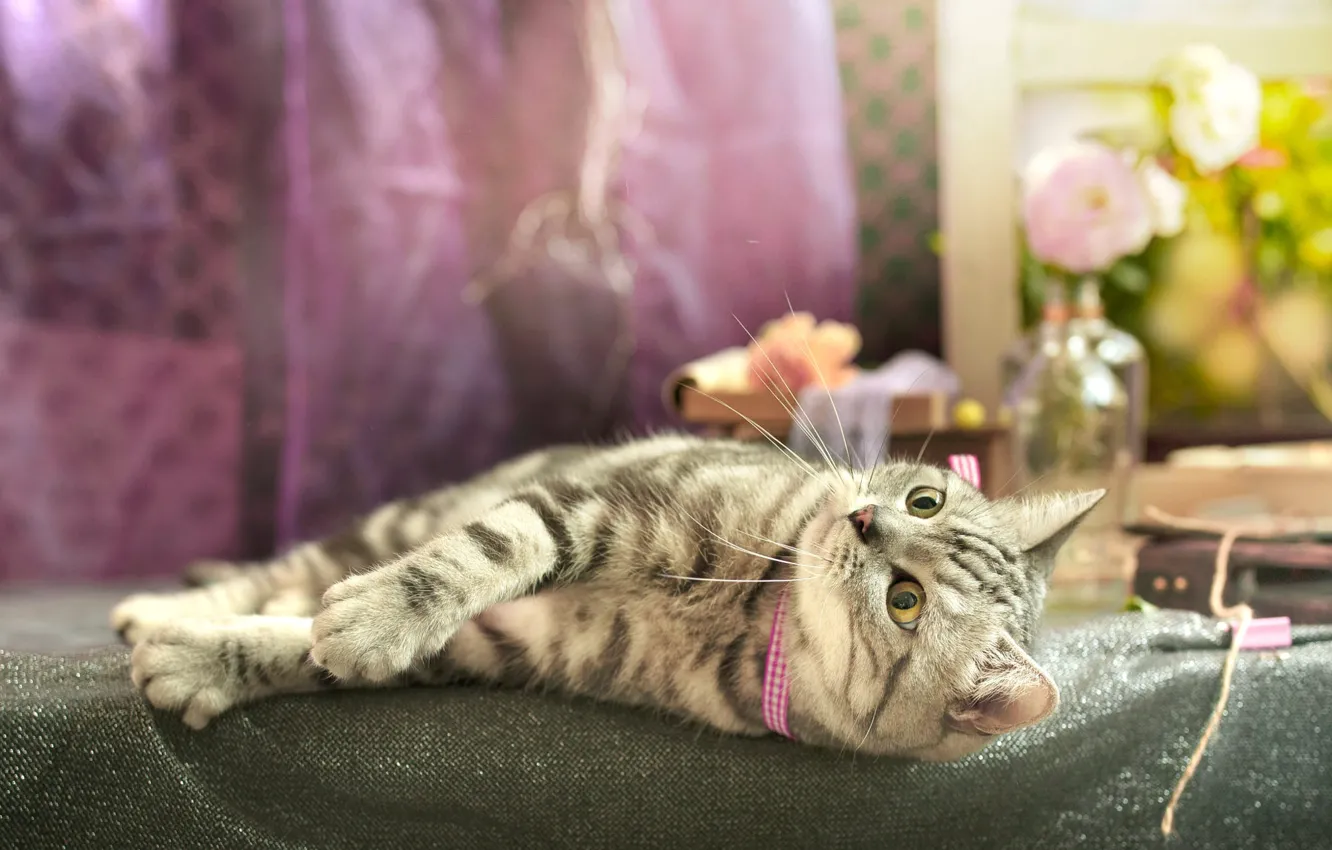 Photo wallpaper cat, cat, look, flowers, pose, legs, window, fabric