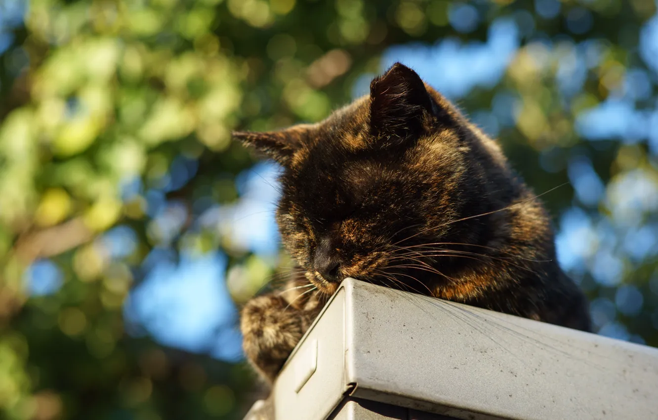 Photo wallpaper cat, background, sleeping, Kote