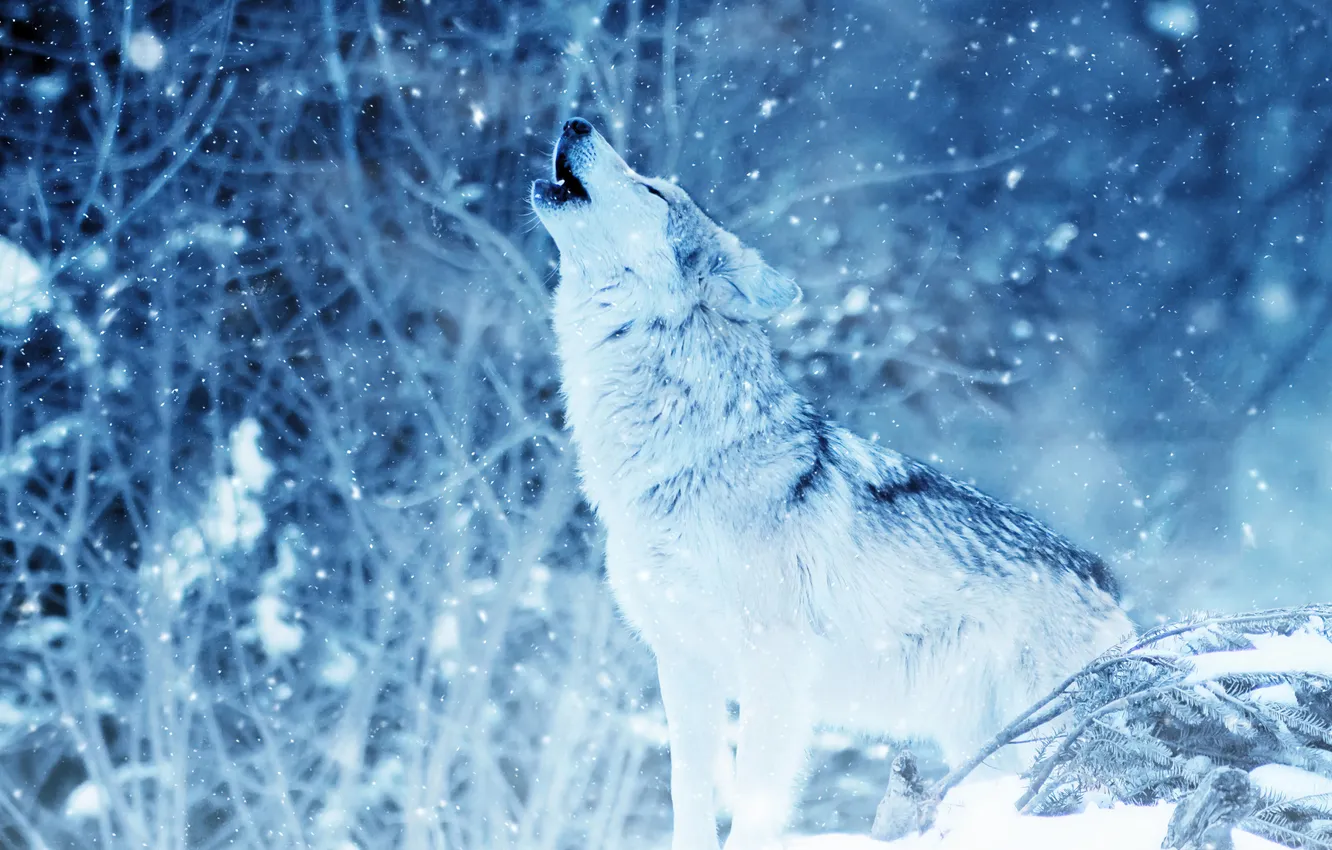 Photo wallpaper Predator, nature, face, animal, wolf, canis lupus, wildlife, portrait