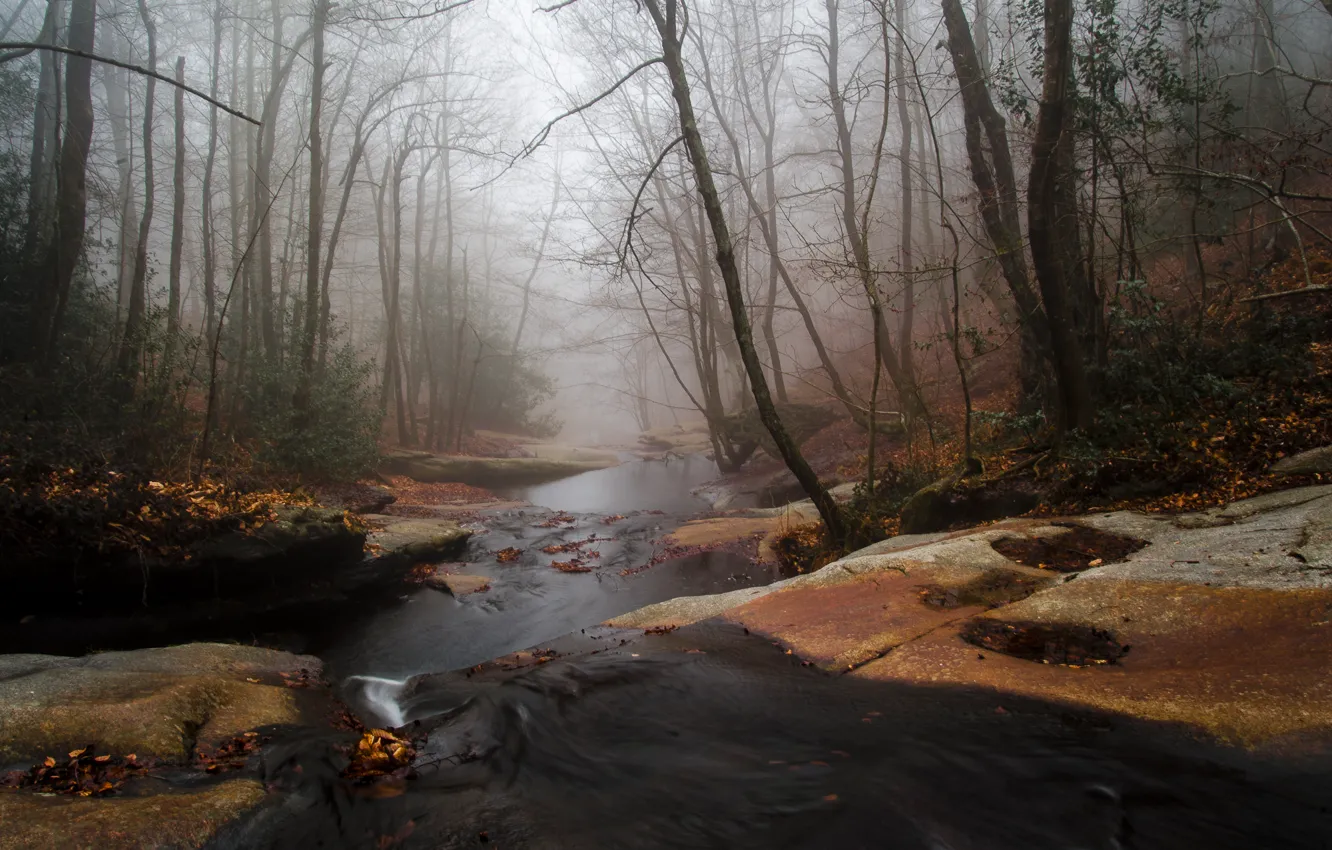 Photo wallpaper autumn, forest, fog, river, stream, stream