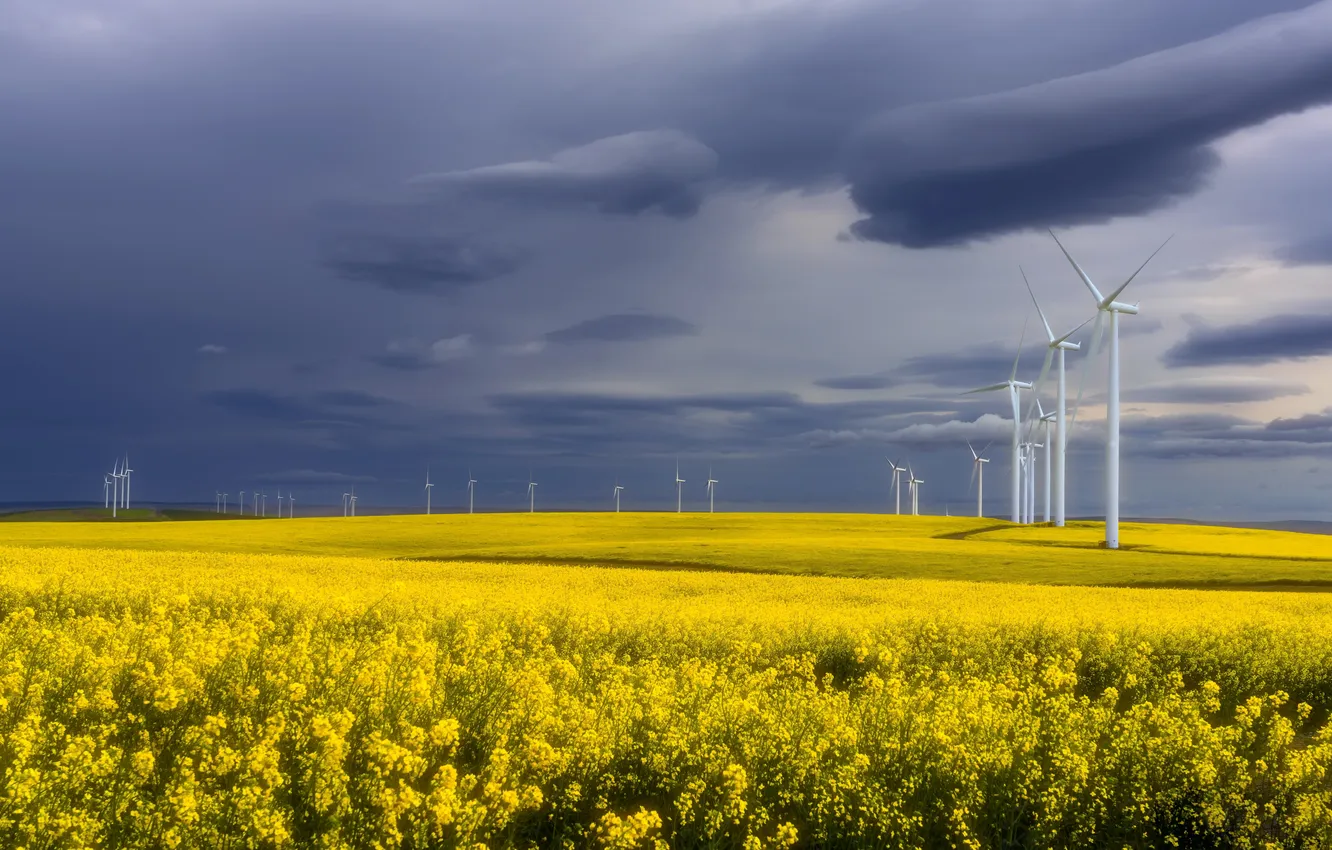 Photo wallpaper field, summer, windmills, rape