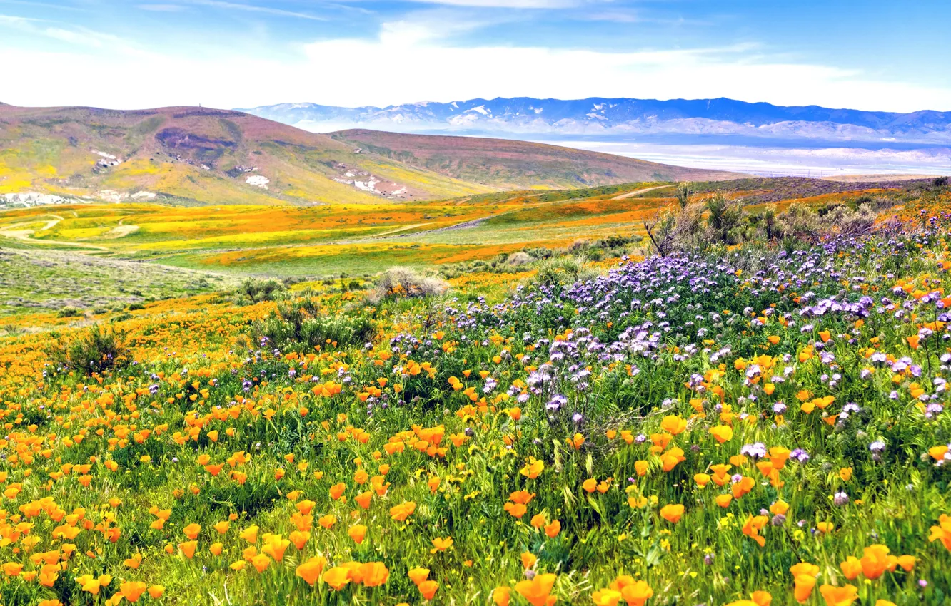 Photo wallpaper field, flowers, hills, meadow