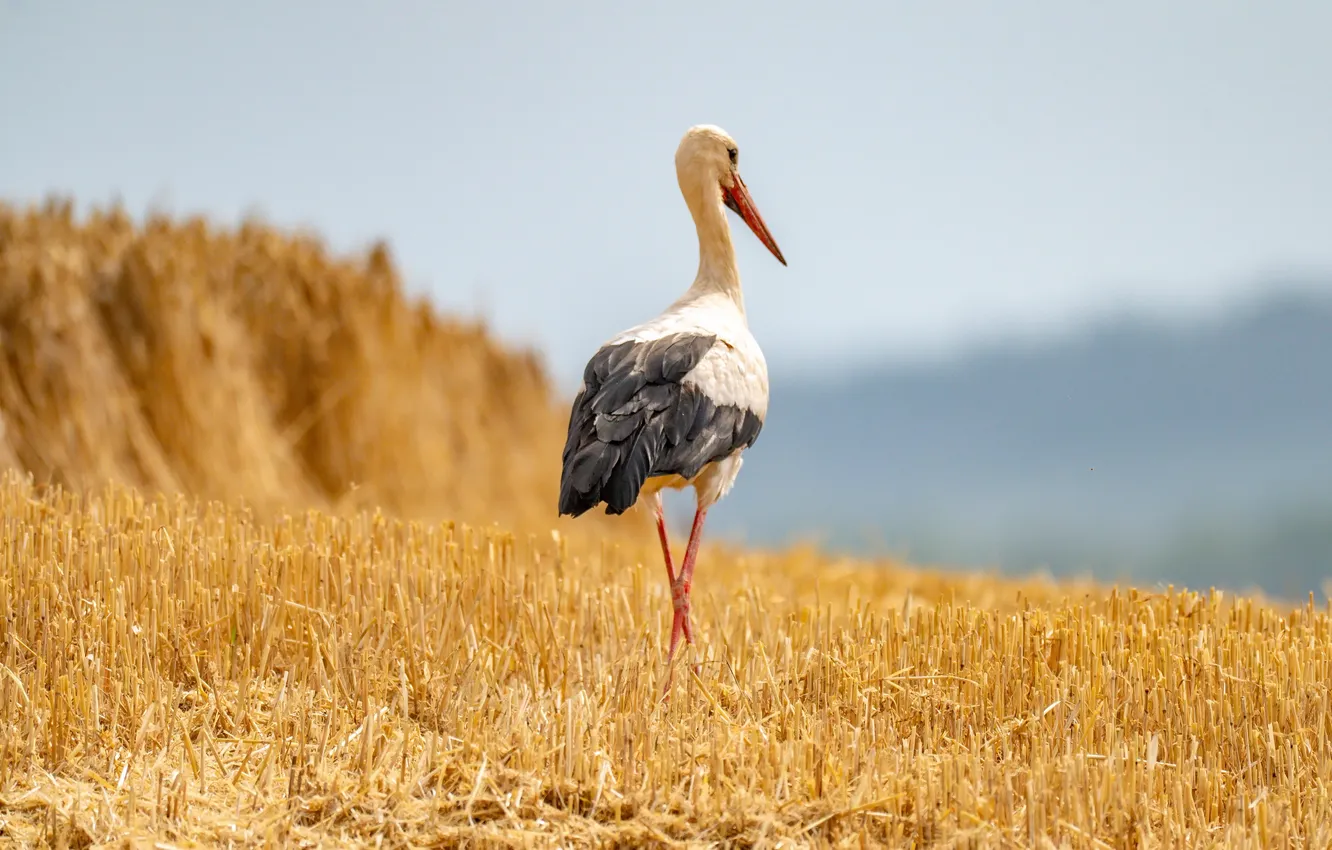 Photo wallpaper summer, bird, stork
