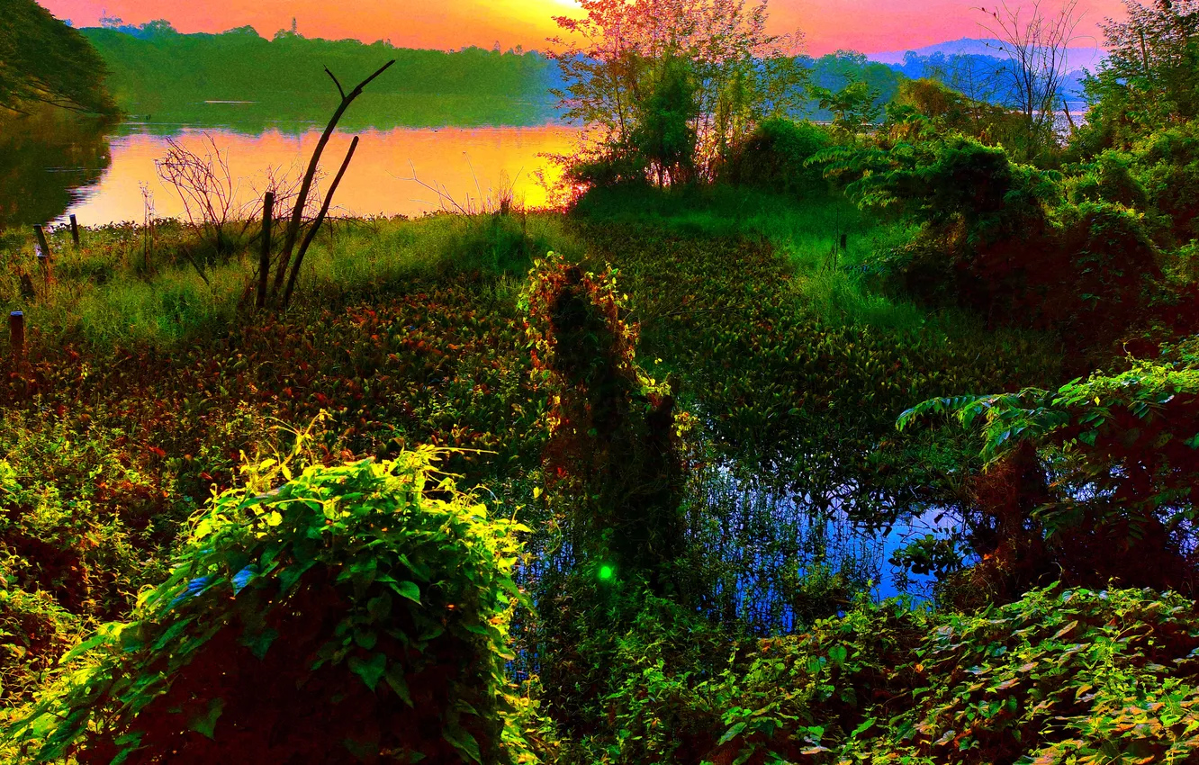 Photo wallpaper grass, sky, trees, water, lake, morning, sun, bushes