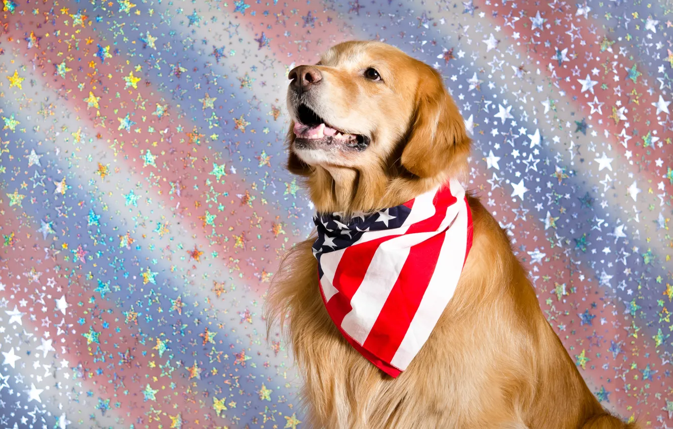 Photo wallpaper background, each, dog