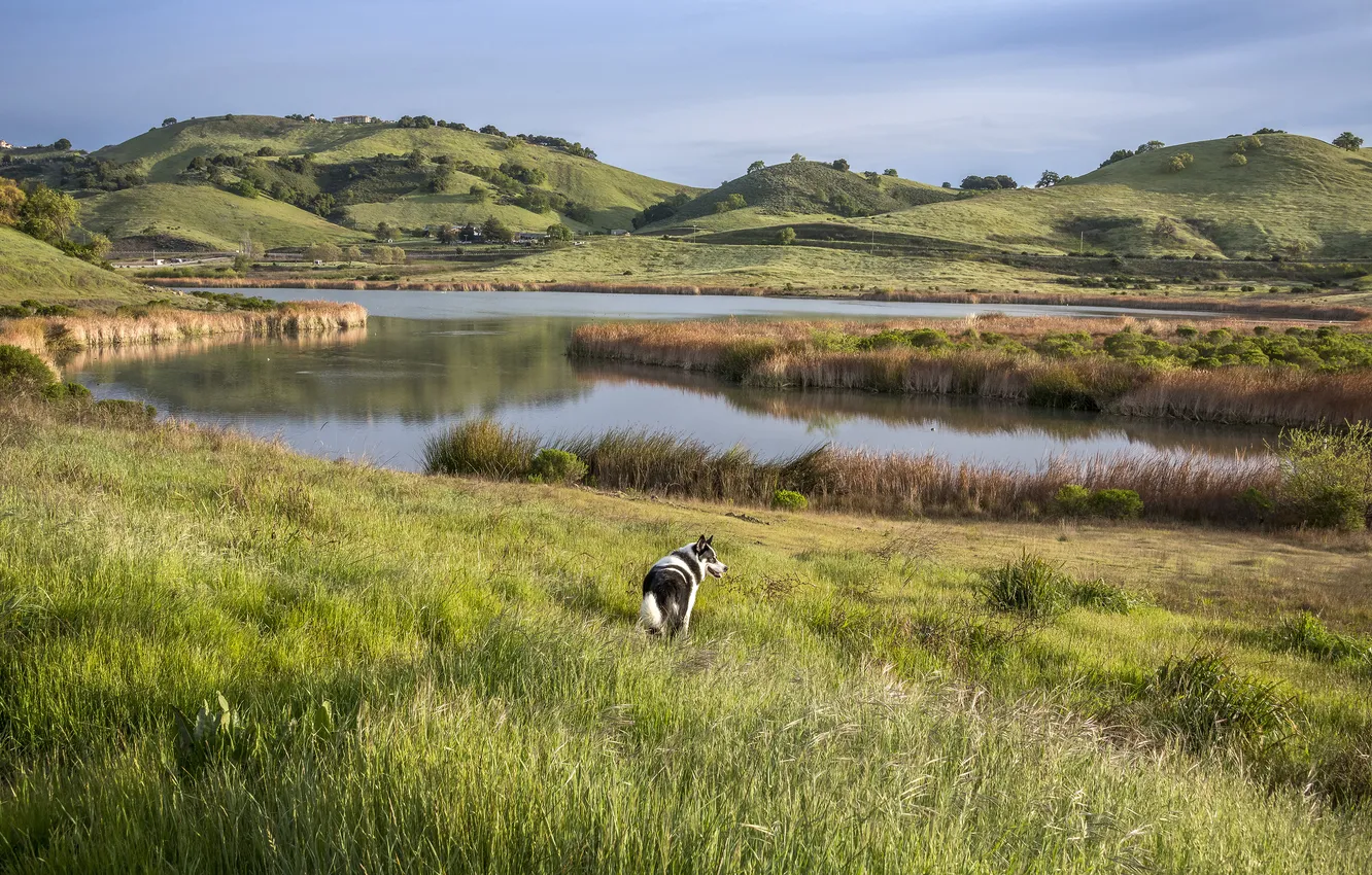 Photo wallpaper field, nature, hills, shore, dog, pond