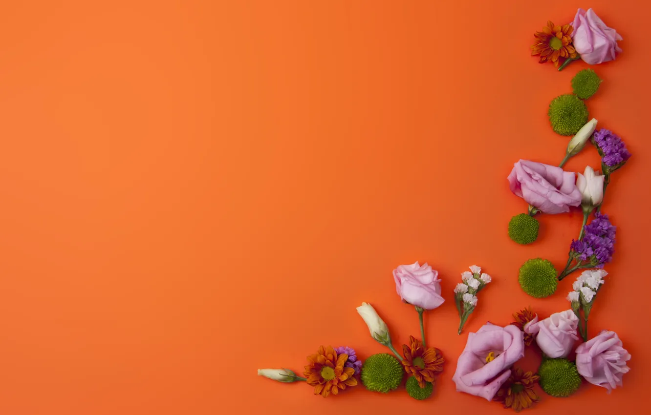 Photo wallpaper flowers, chrysanthemum, eustoma