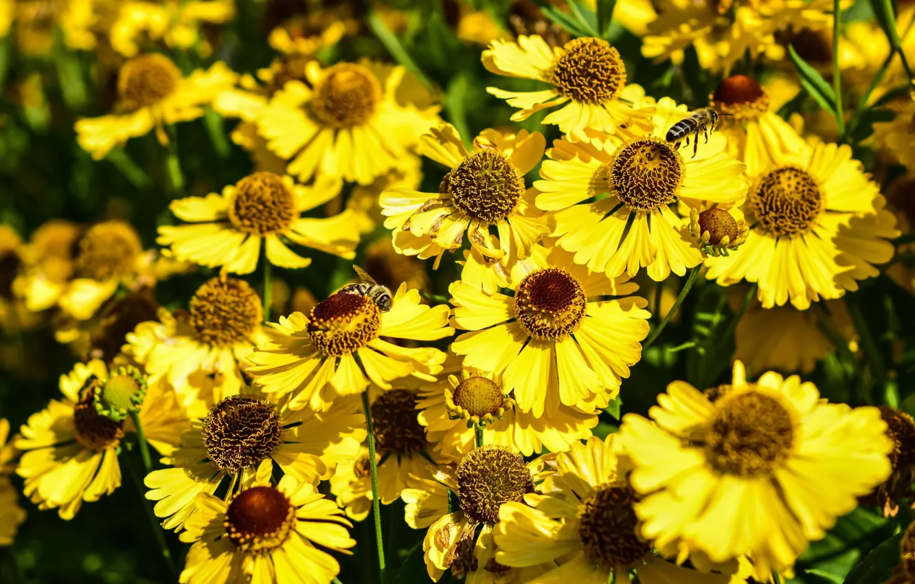Photo wallpaper flowers, yellow, bee, bright, flowerbed, a lot, bokeh, gelenium