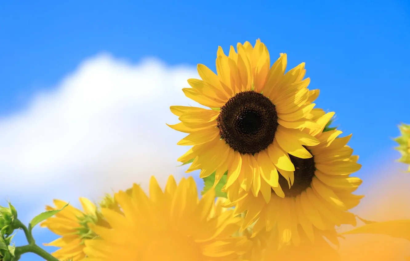 Photo wallpaper the sky, clouds, sunflowers, flowers, blue, yellow