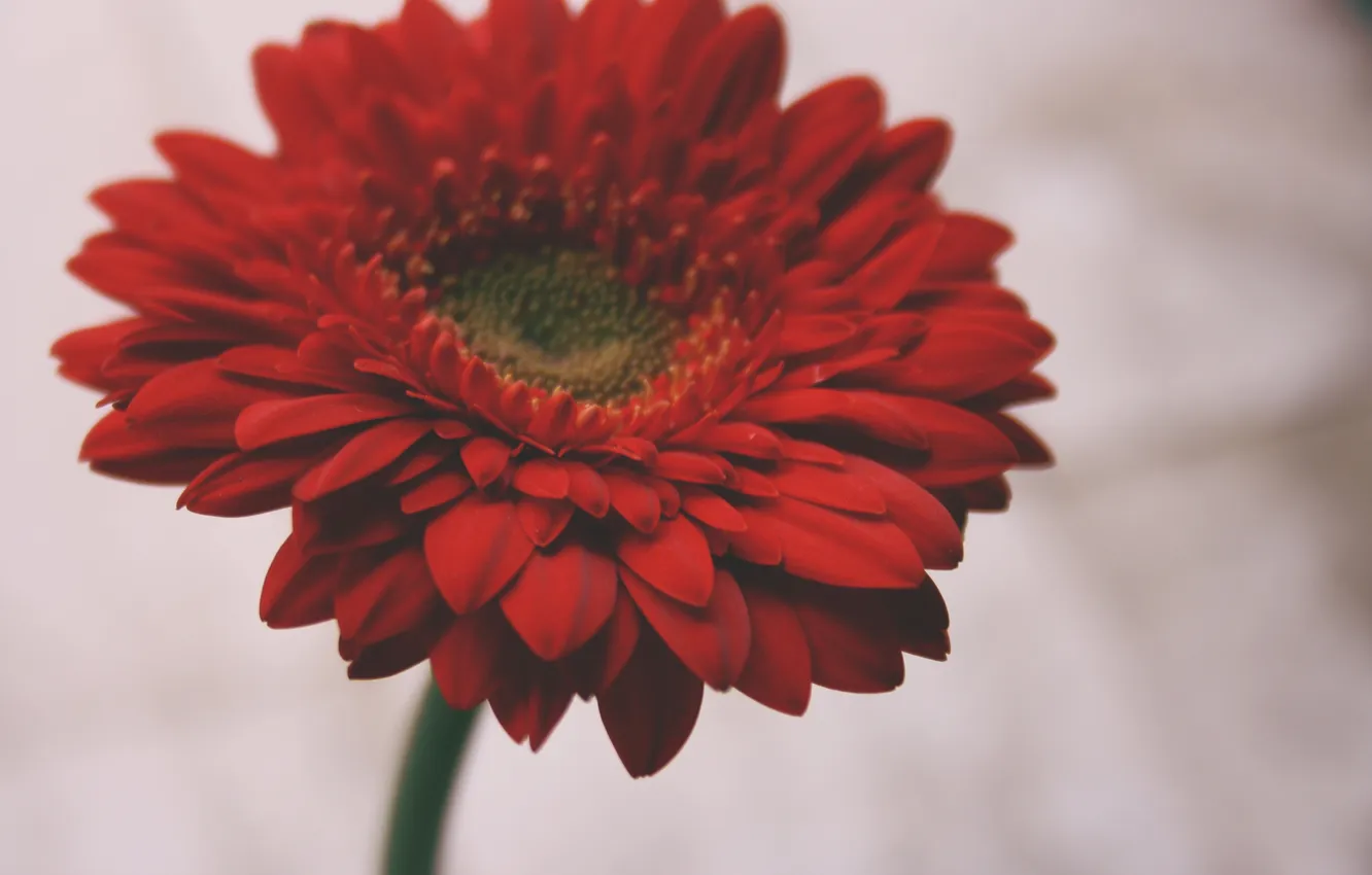 Photo wallpaper flowers, red, petals