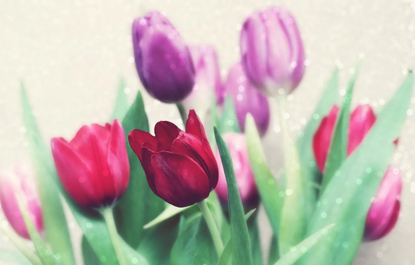 Photo wallpaper flowers, background, tulips
