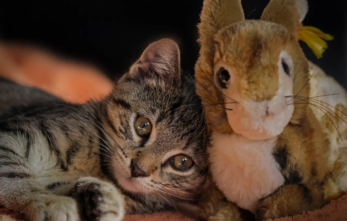 Photo wallpaper look, toy, home, kitty