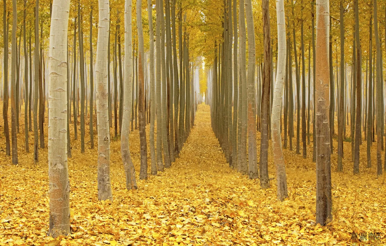 Photo wallpaper autumn, forest, leaves, the way, branch