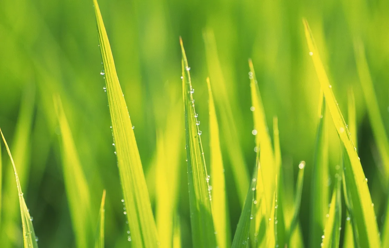 Photo wallpaper summer, leaves, green, leaves