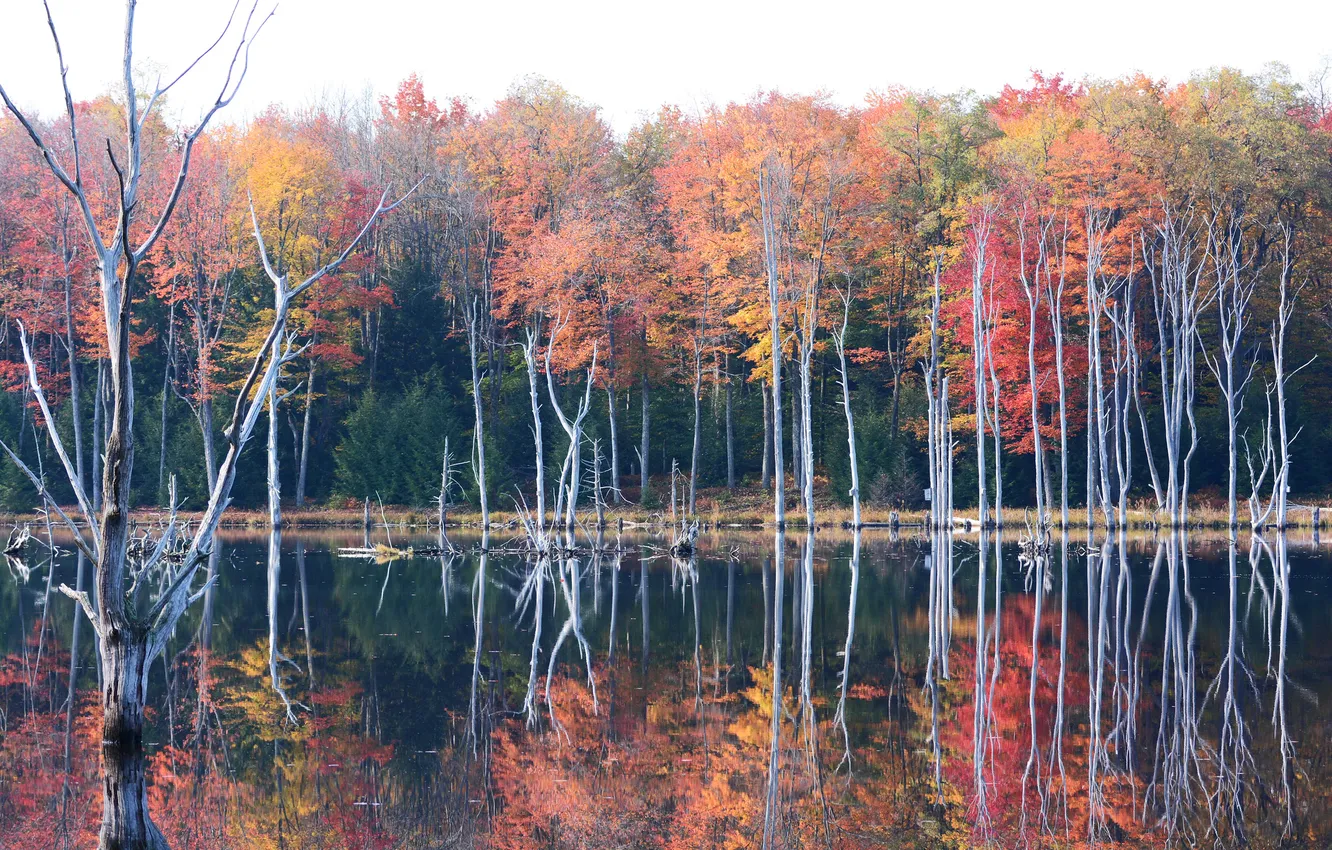 Photo wallpaper autumn, forest, the sky, trees, lake, pond, haze