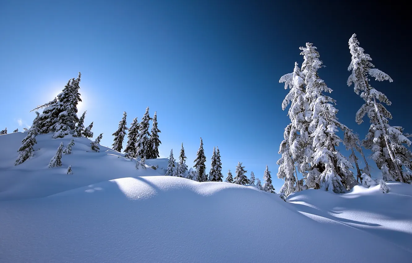 Photo wallpaper winter, the sky, the sun, light, snow, trees, landscape, nature