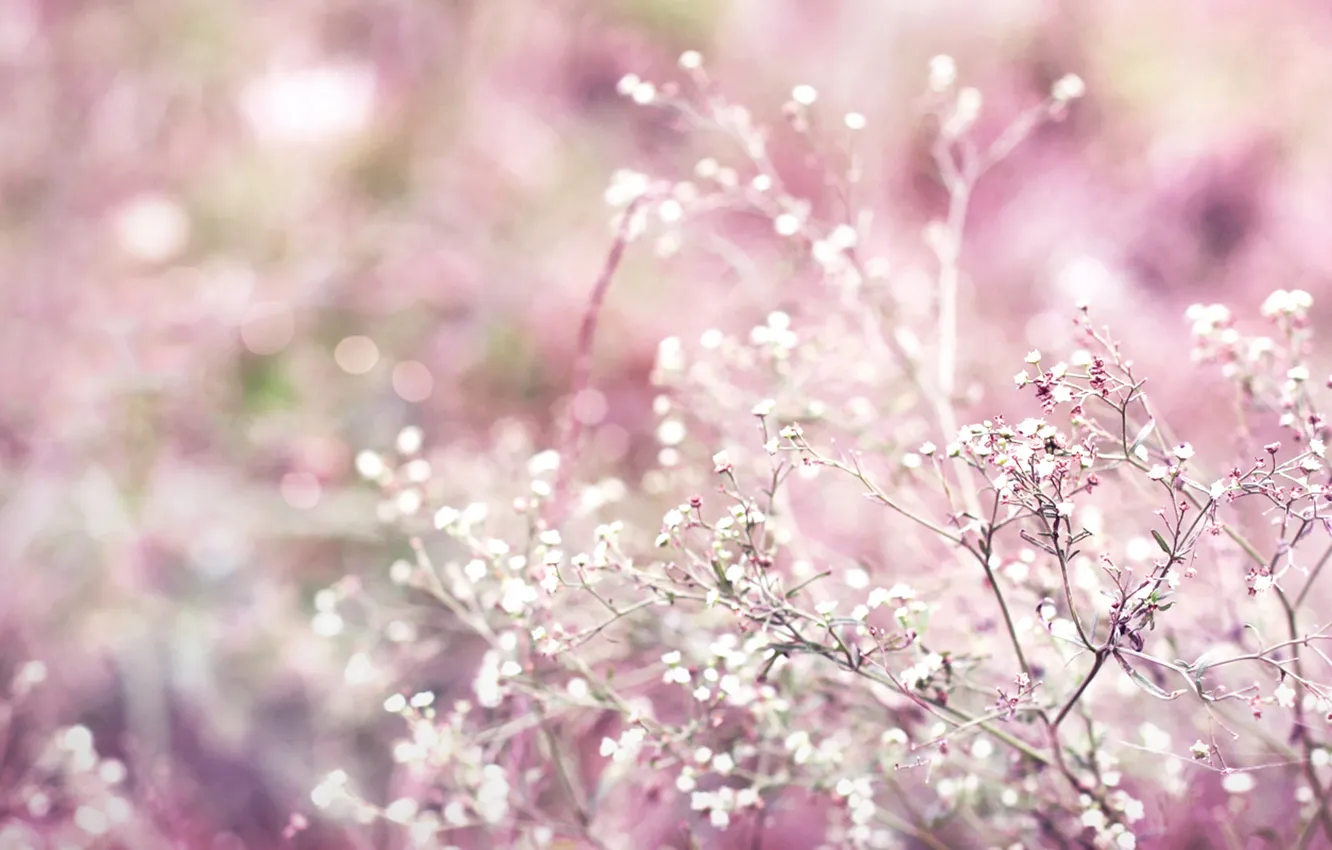 Photo wallpaper plant, pink, bokeh