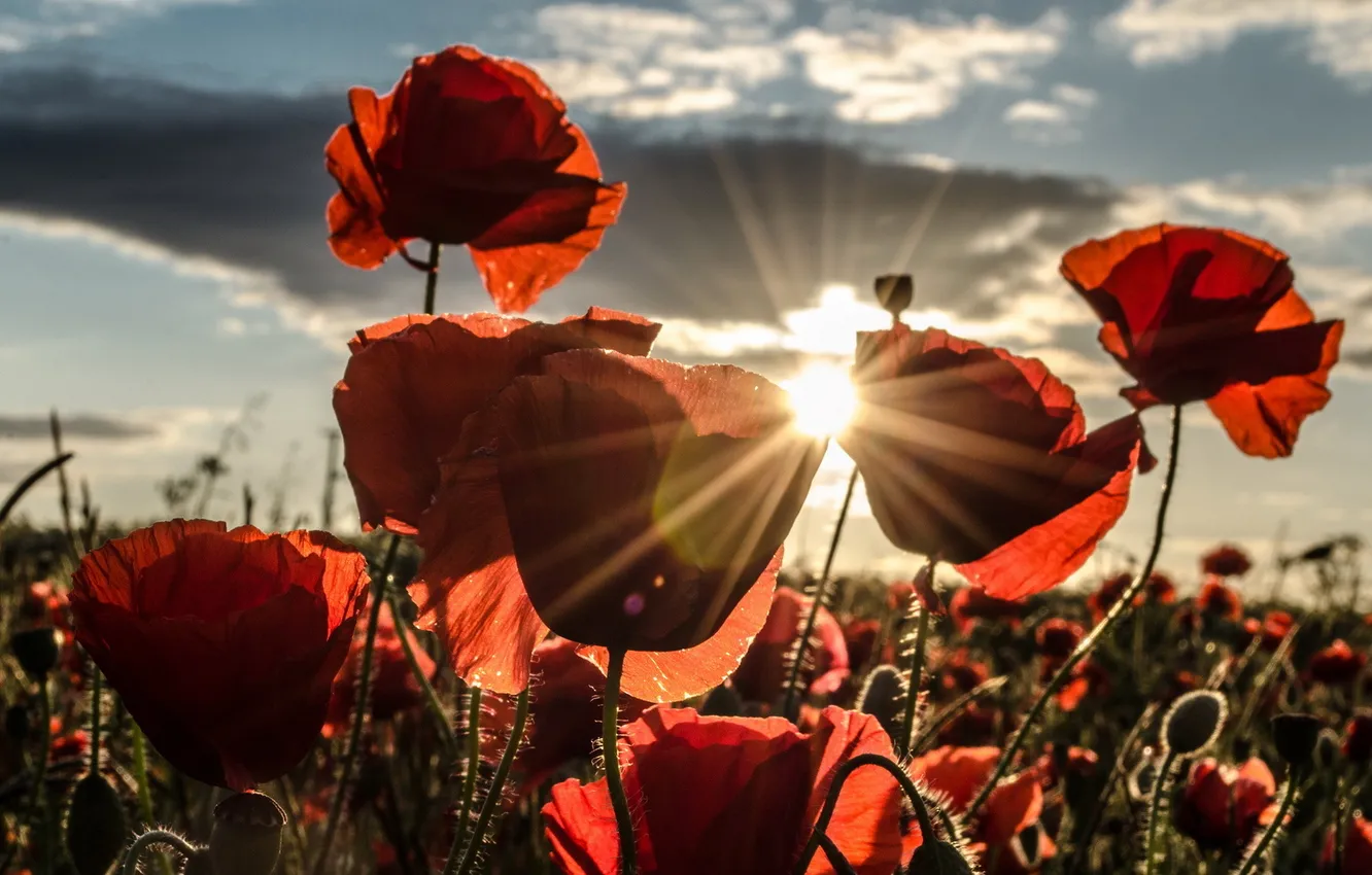 Photo wallpaper sunset, nature, Maki