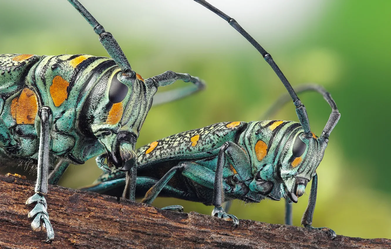 Photo wallpaper macro, Longhorn beetle, Cerambycidae