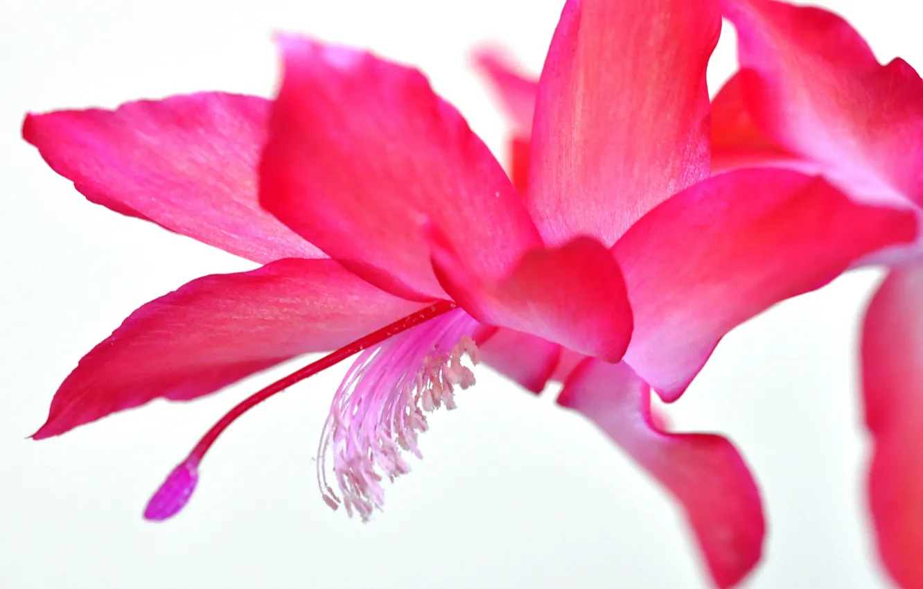 Photo wallpaper flower, petals, exotic