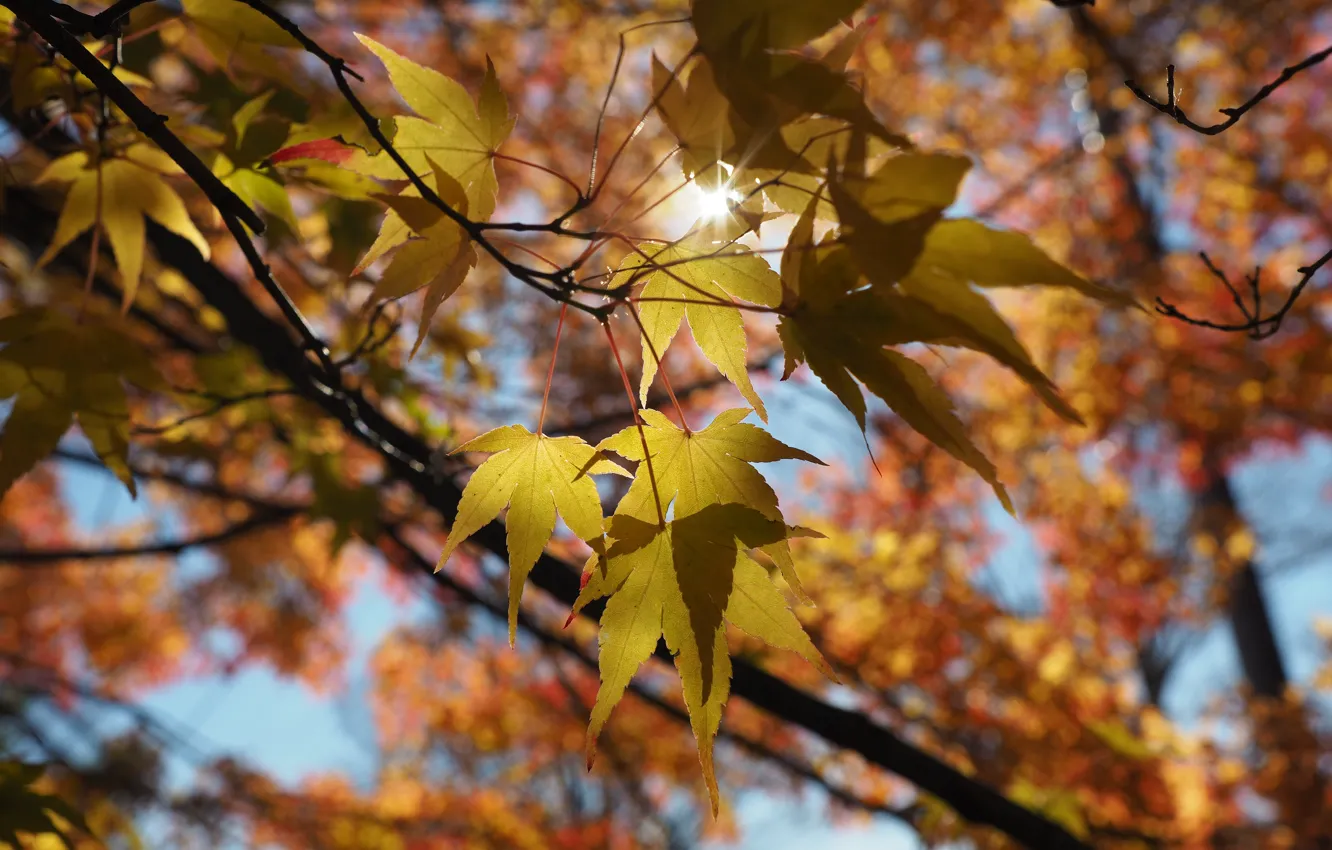 Photo wallpaper leaves, trees, rays of light