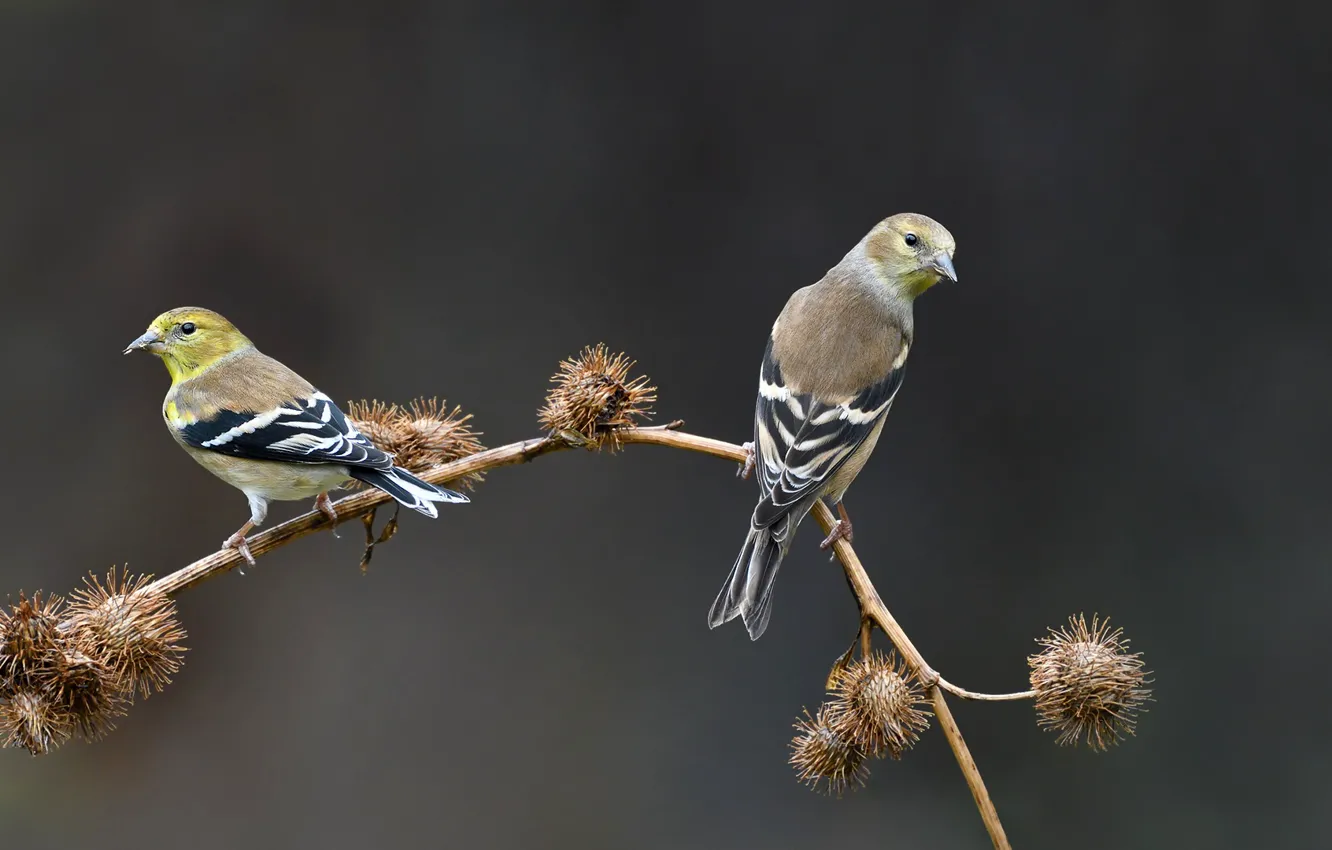 Photo wallpaper birds, background, branch, barb, bokeh, goldfinches, Goldfinches