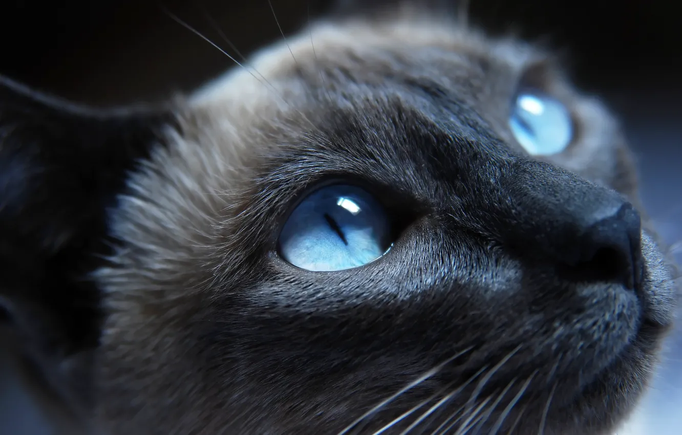 Photo wallpaper eyes, cat, Cat, nose, cat