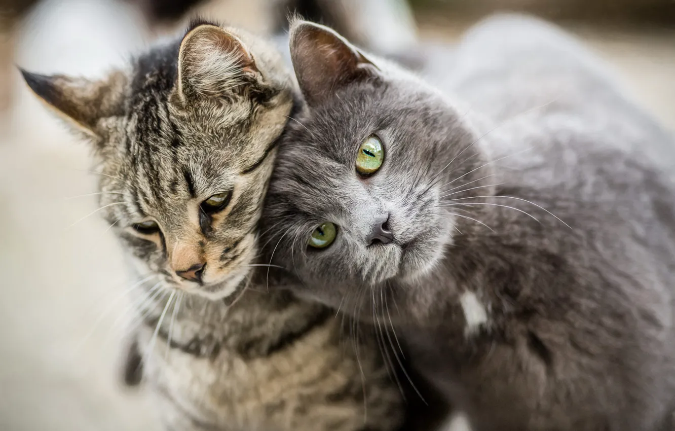 Photo wallpaper cat, cat, look, face, love, grey, background, two